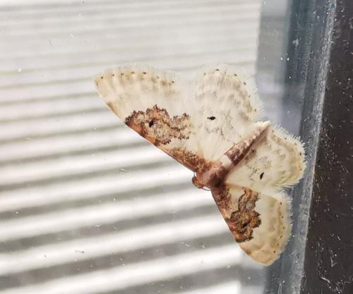 Réf. 298 326 : Idaea rusticata